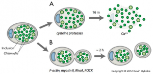 diagram of pathways used by intracellular organisms to exit host cells