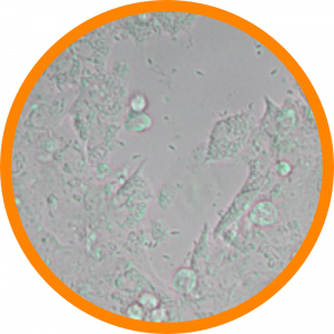 Microscopic enlargement of Neospora caninum