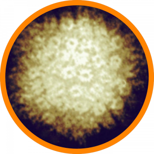 Microscopic enlargement of varicella